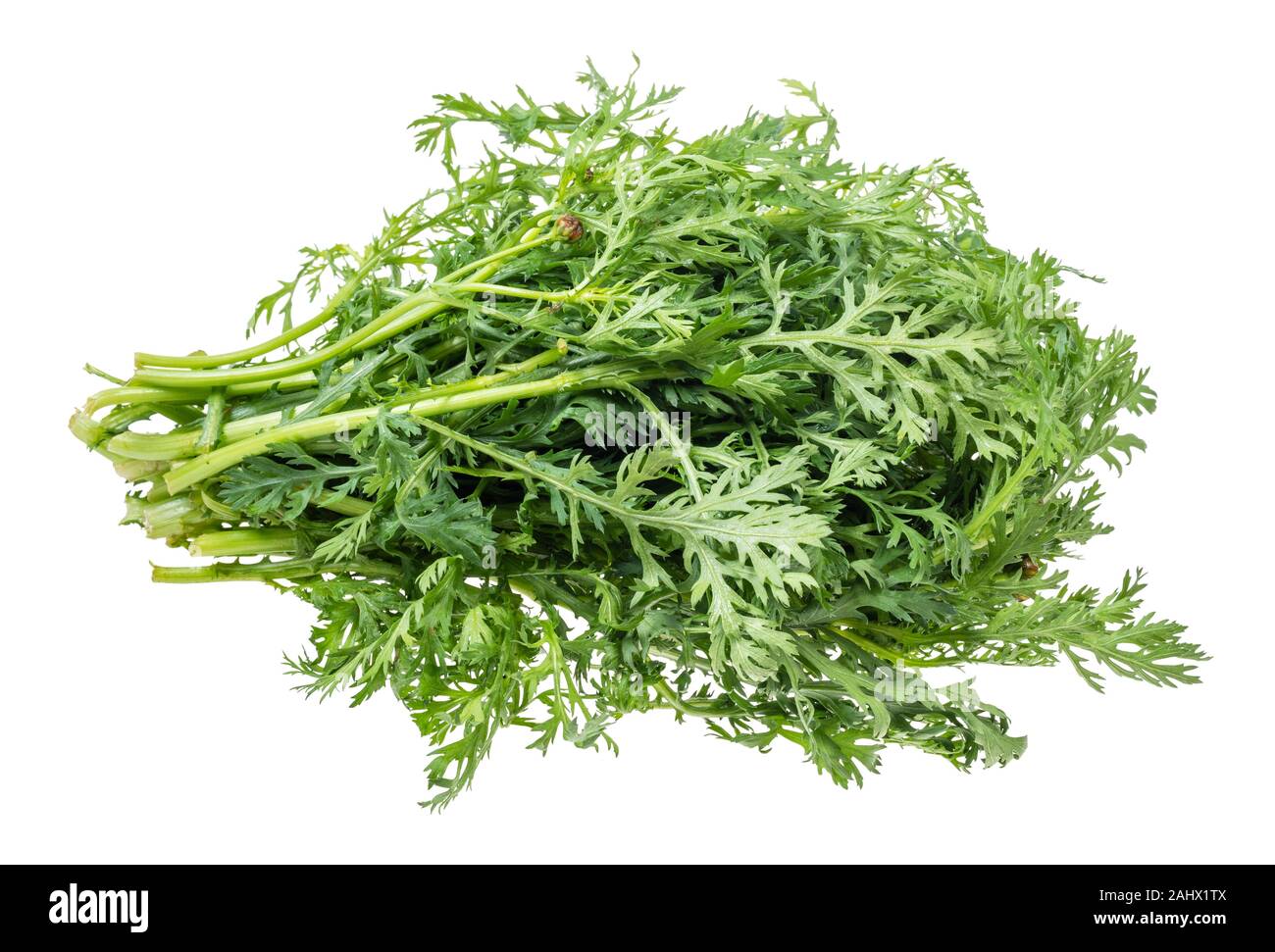 fresh edible chrysanthemum greens (glebionis coronaria) cutout on white