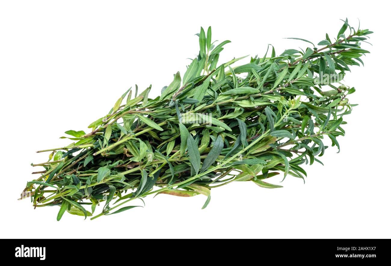 bunch of fresh hyssop (hyssopus) grass cutout on white background Stock Photo