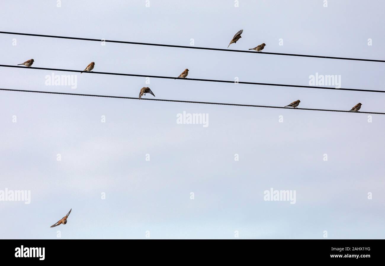 Flock of Linnets, Linaria cannabina, on telephone wires, Suffolk. Stock Photo