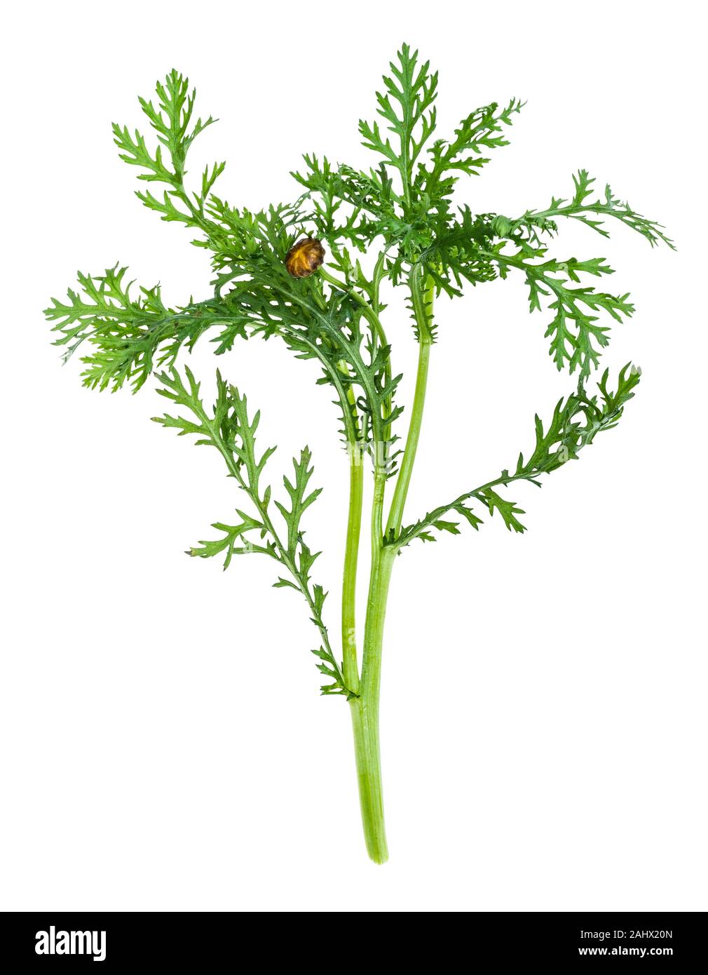 green twig of fresh edible chrysanthemum (glebionis coronaria) plant cutout on white background Stock Photo