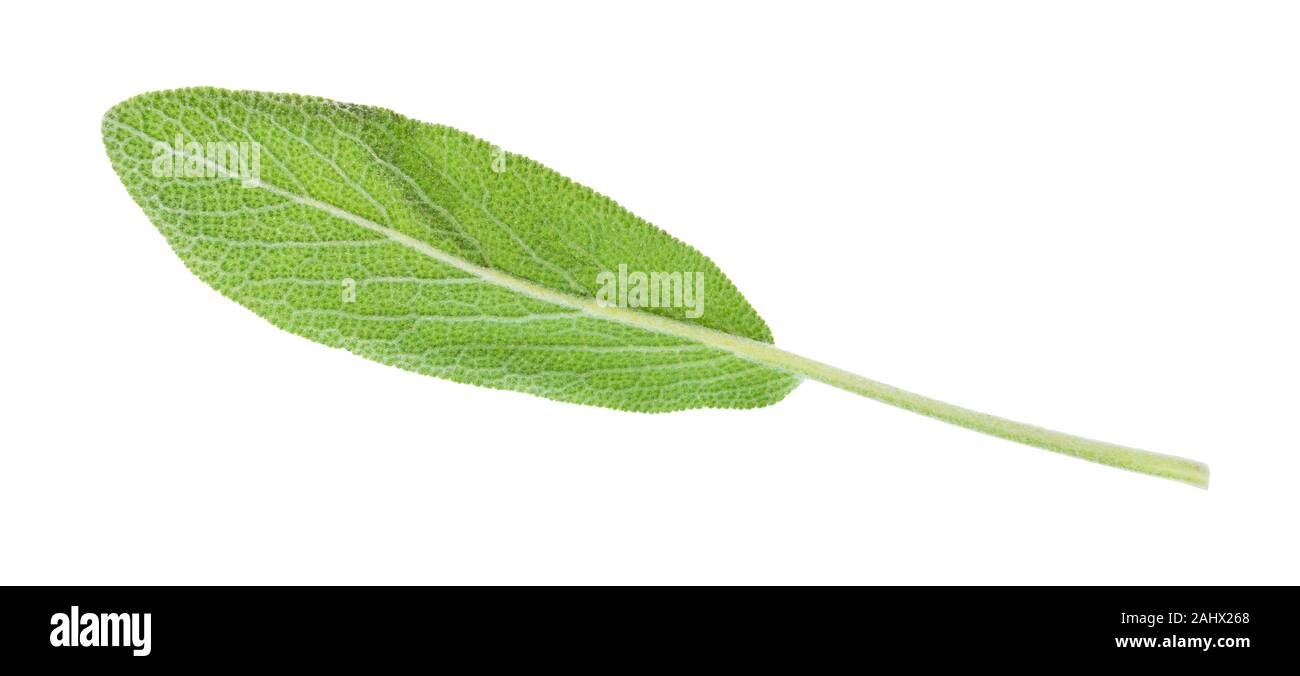 green leaf of sage (salvia officinalis) herb cutout on white background Stock Photo