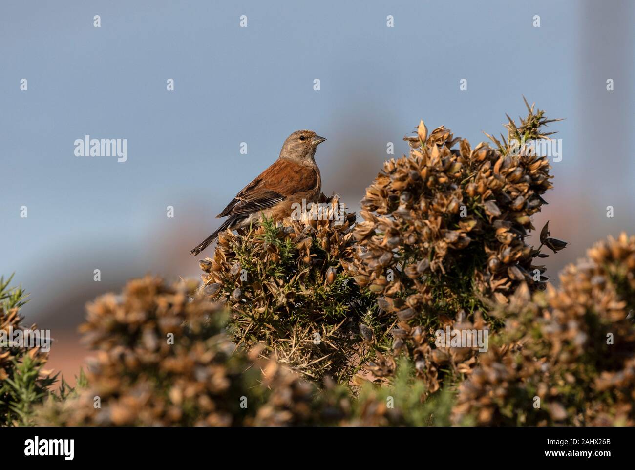 Linnet, Linaria cannabina, perched on gorse, Suffolk. Stock Photo