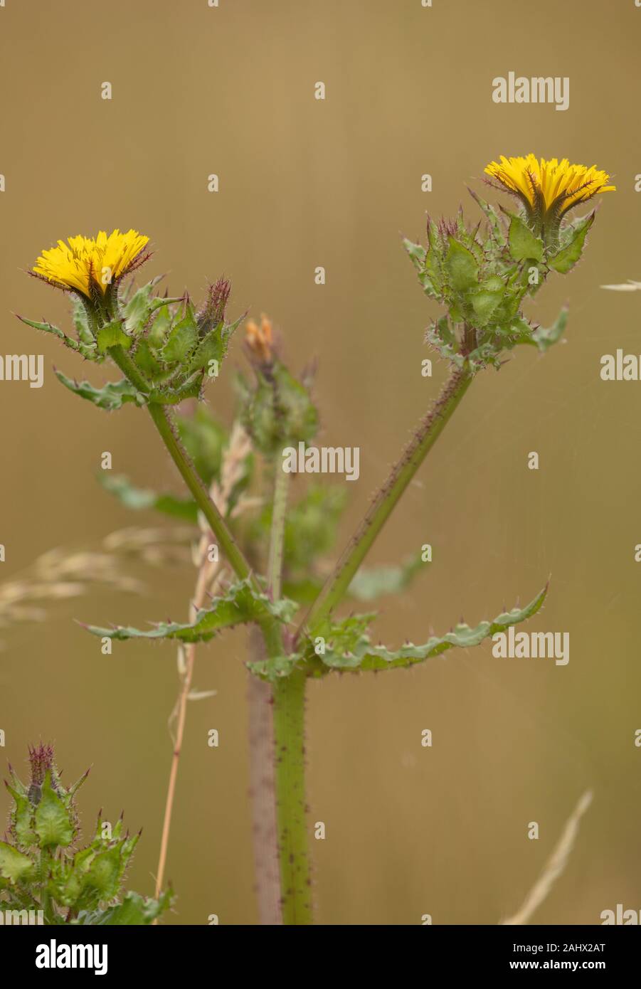Bristly oxtongue, Helminthotheca echioides, in flower in coastal grassland. Stock Photo