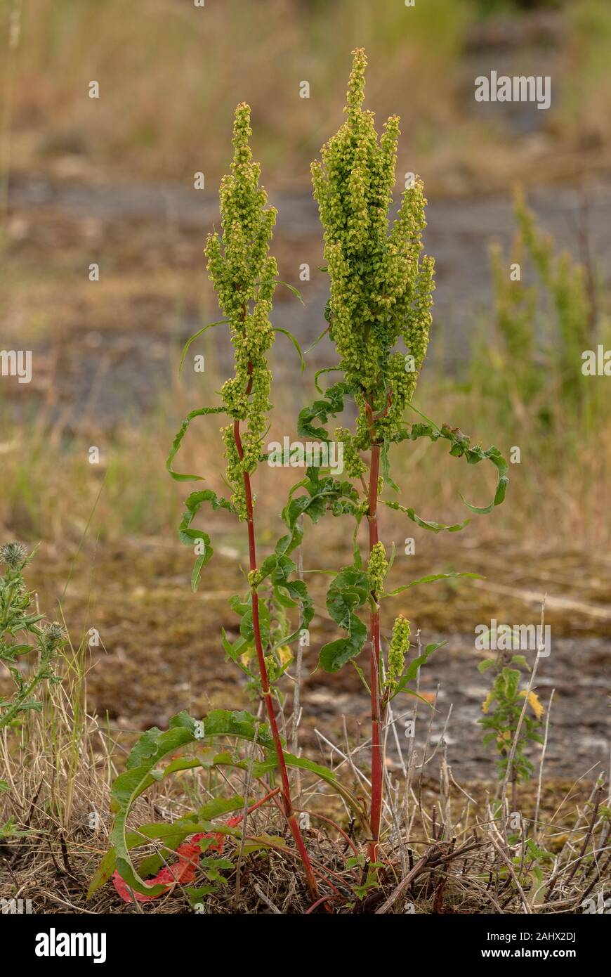 Curled Dock, Rumex crispus in flower and fruit, on shingle, Suffolk. Stock Photo