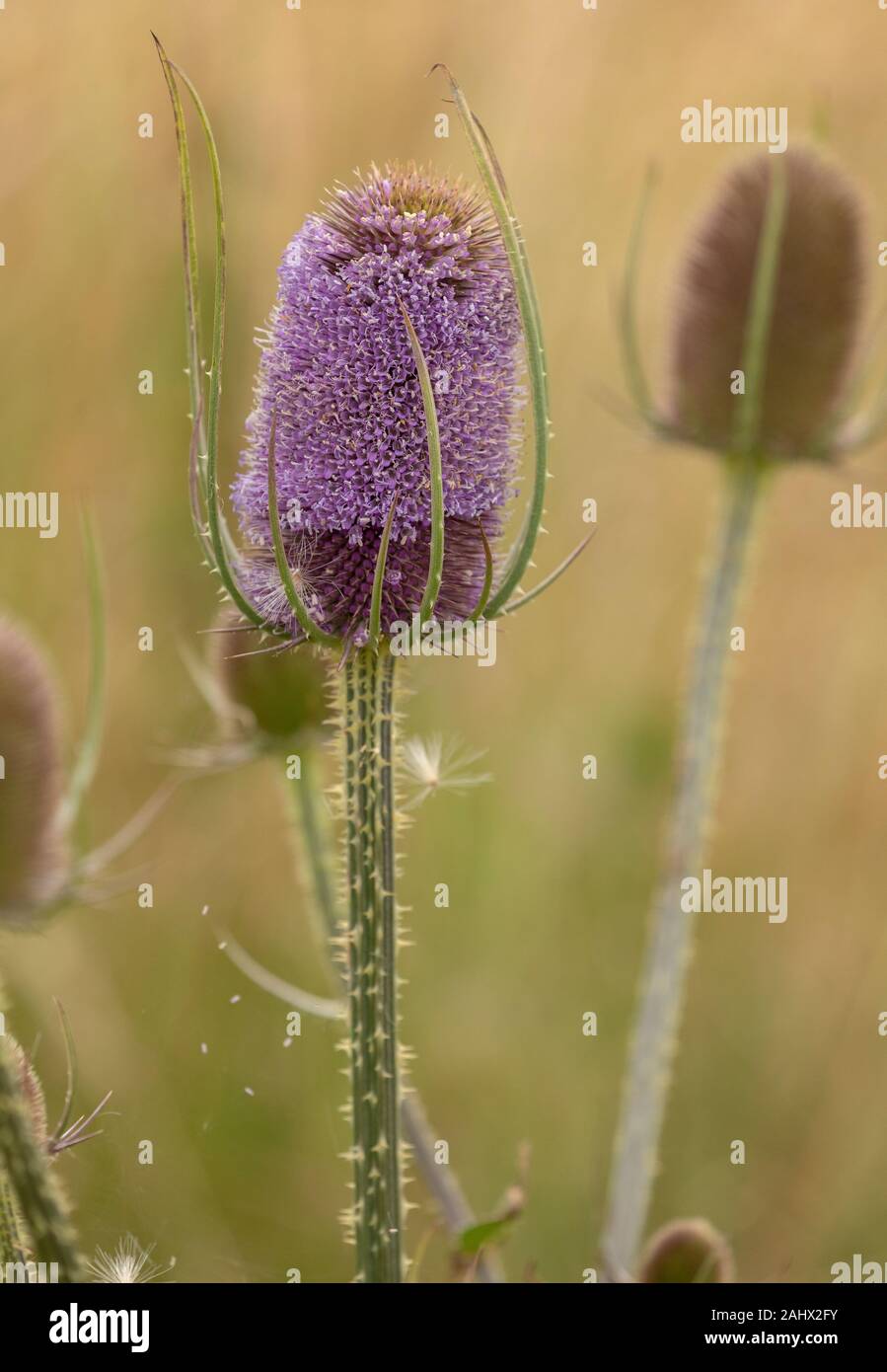 Wild Teasel, Dipsacus fullonum, in flower in coastal grassland, Suffolk. Stock Photo