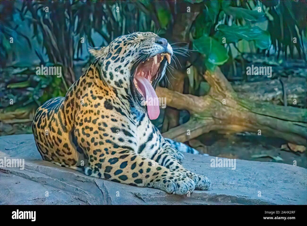 Portrait of a male Jaguar big cat laying on a rock Stock Photo - Alamy