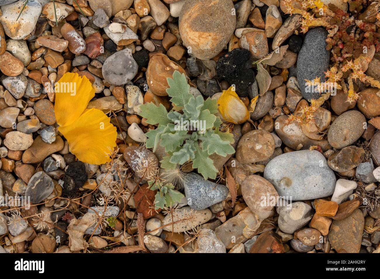Yellow Horned Poppy, Glaucium flavum,seedlings on shingle, East Suffolk. Stock Photo