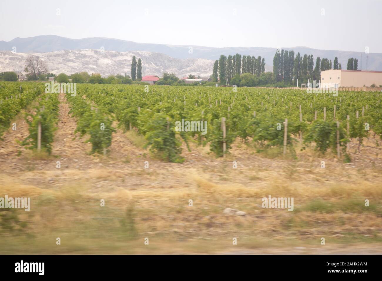 Behind the vineyard there are villages and mountains.The photo was taken in Azerbaijan when there was no sunshine. Grapes field . Beautiful landscape Stock Photo