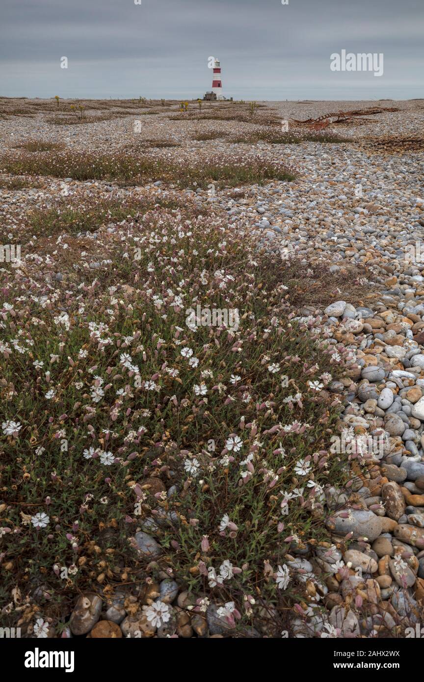 Sea campion, Silene uniflora, in flower on shingle bank at Orford Ness, with the disused 1792 lighthouse beyond. Suffolk. Stock Photo
