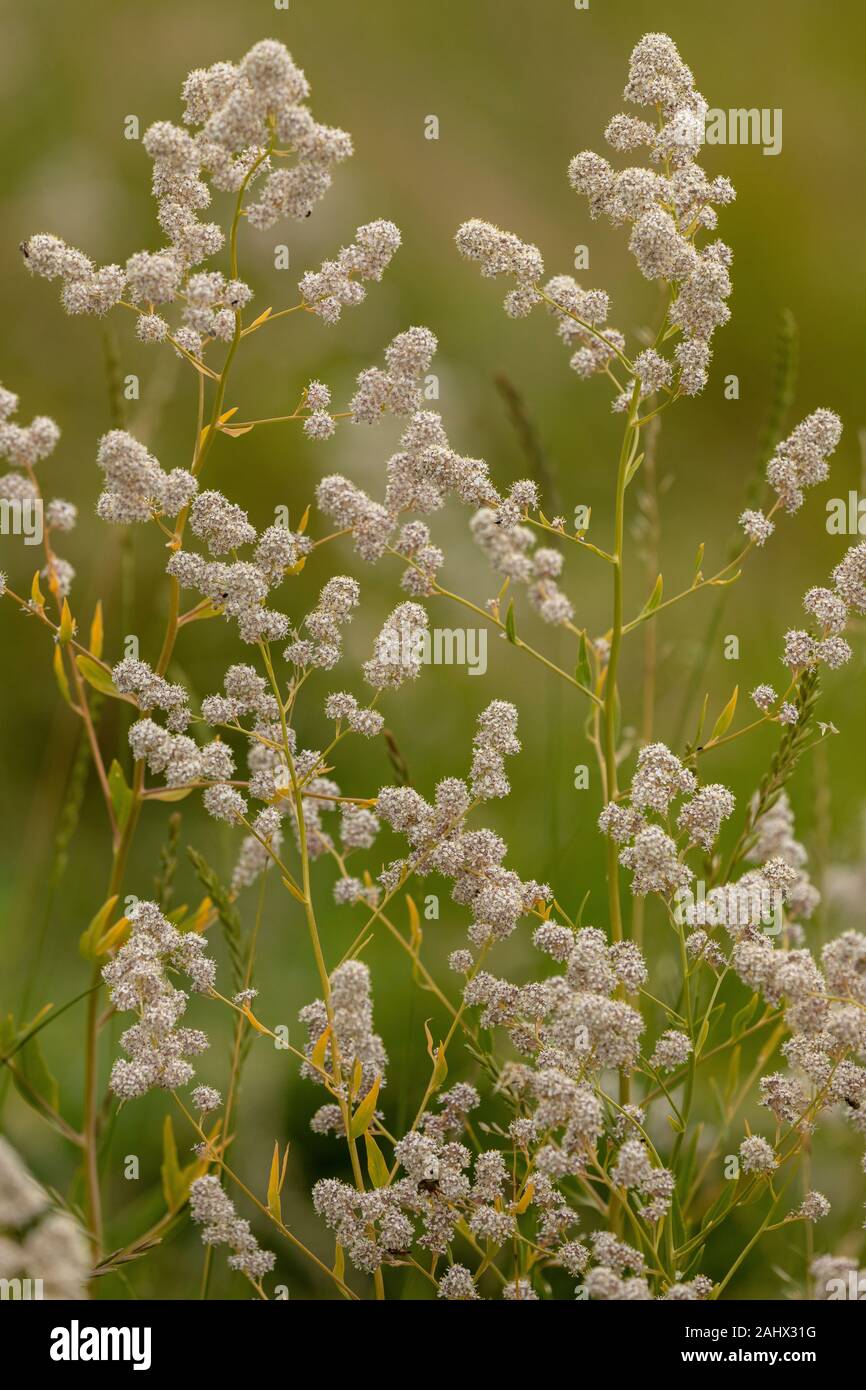 Dittander, Lepidium latifolium, in flower in coastal marshes, Suffolk. Stock Photo