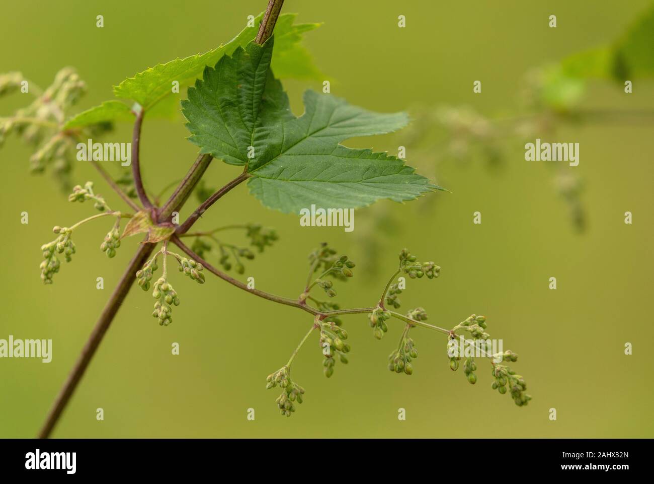 Wild Hop, Humulus lupulus vine, with male inflorescences, growing in hedgerow. Suffolk. Stock Photo