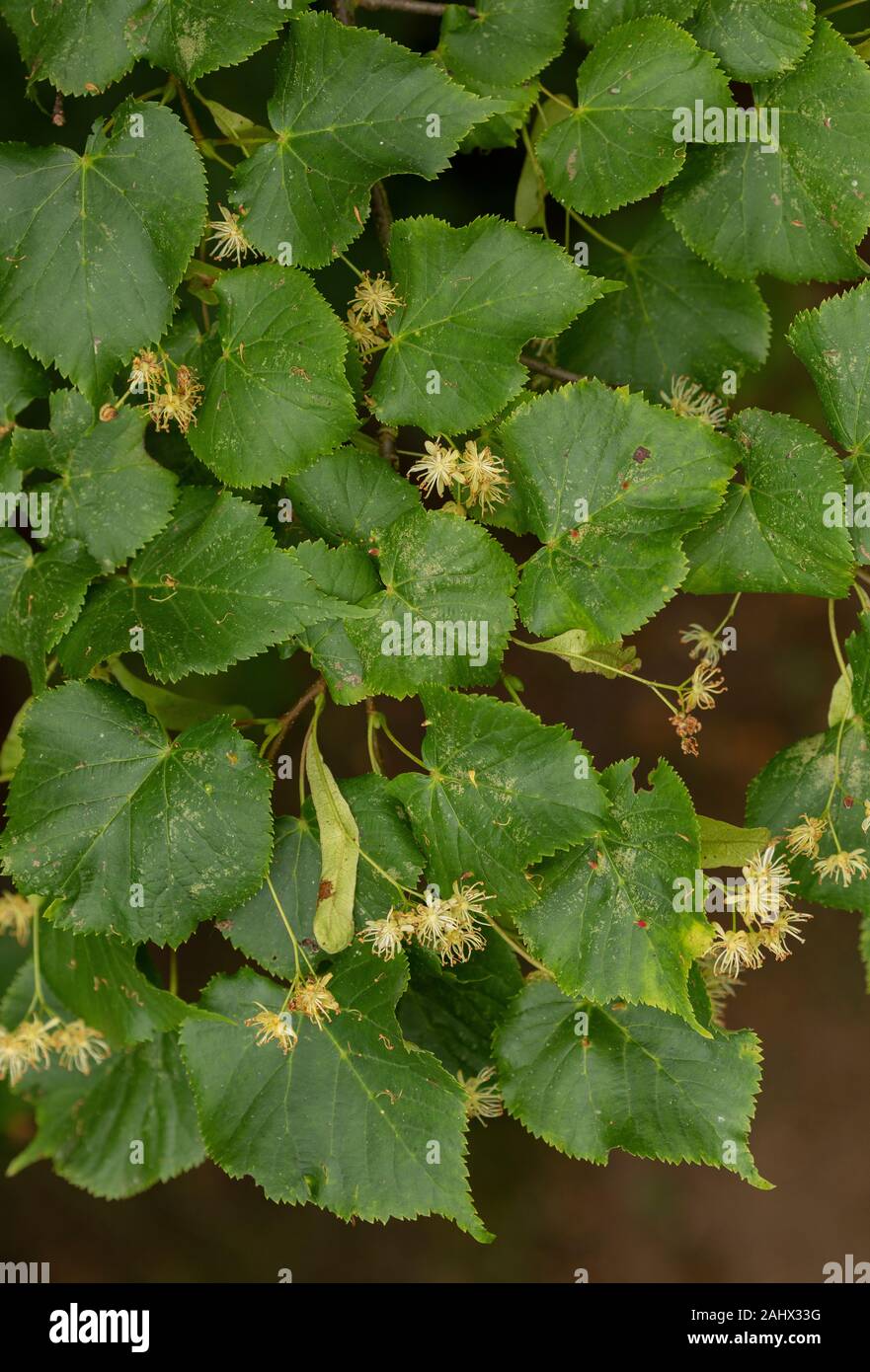 Large-leaved Lime, Tilia platyphyllos in flower. Stock Photo