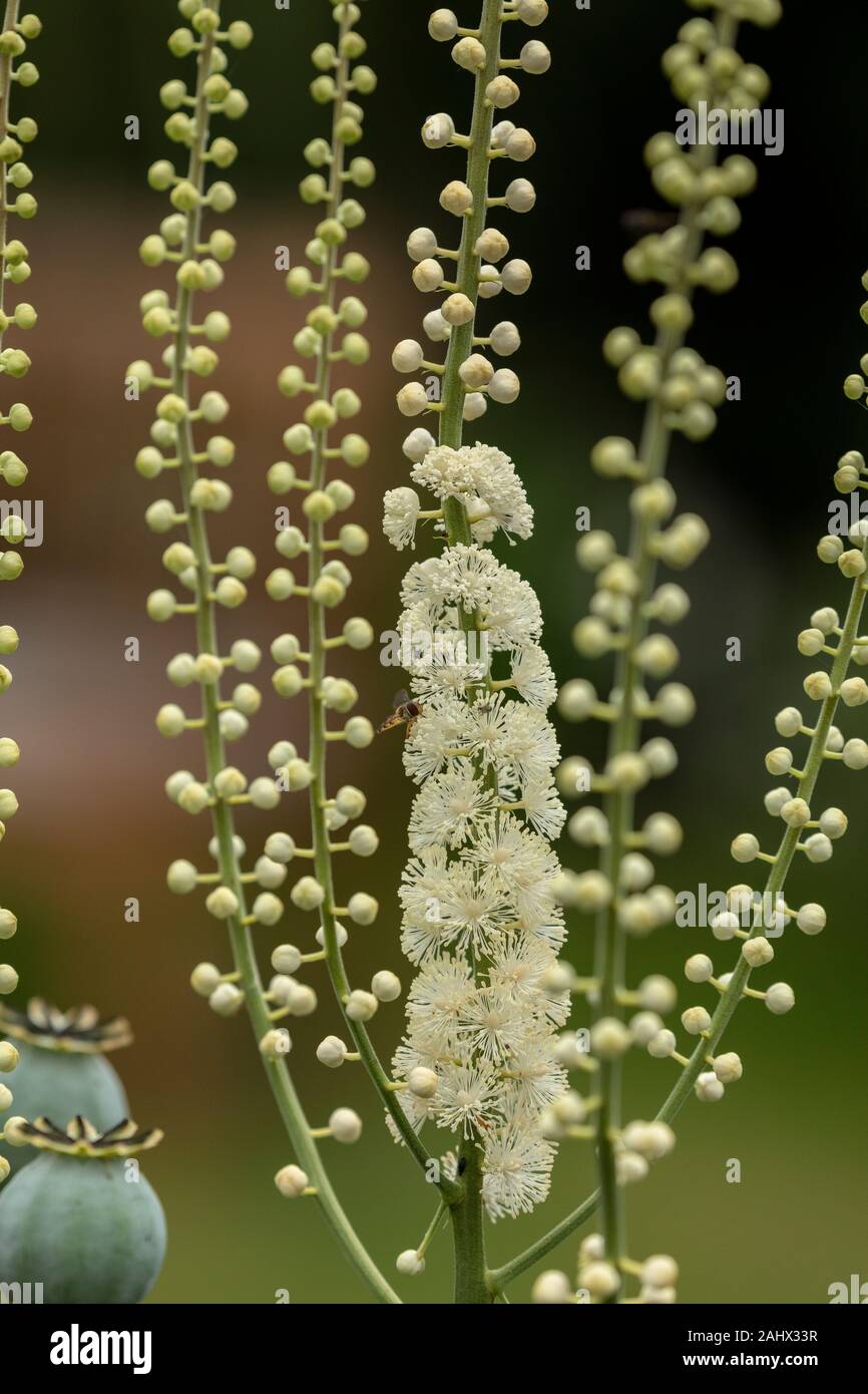 Black cohosh, Actaea racemosa, in flower in garden; garden form. Stock Photo