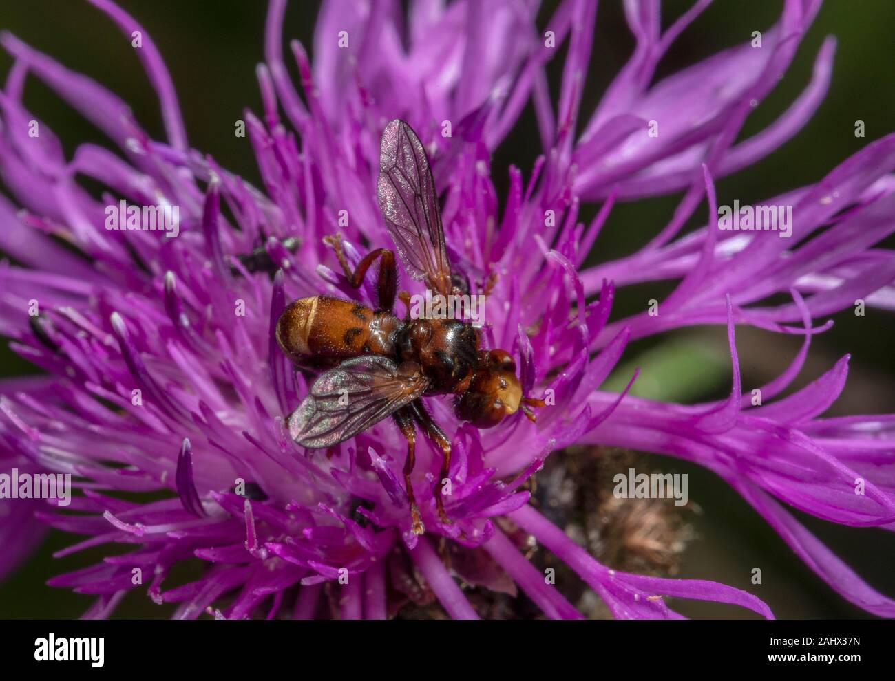 Ferruginous Bee-grabber, Sicus ferrugineus, on knapweed; parasitoid on bumble-bees, in wildlife garden, Norfolk. Stock Photo