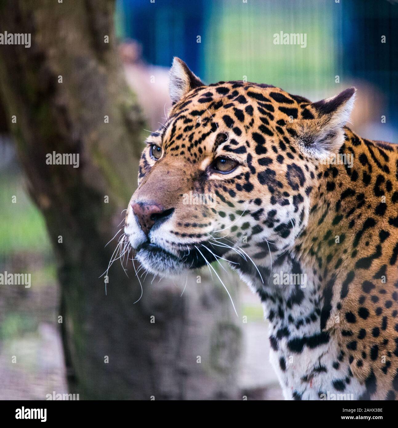 A captive Jaguar in a zoo as part of a conservation drive to increase numbers. The shot was taken at feeding time. Stock Photo