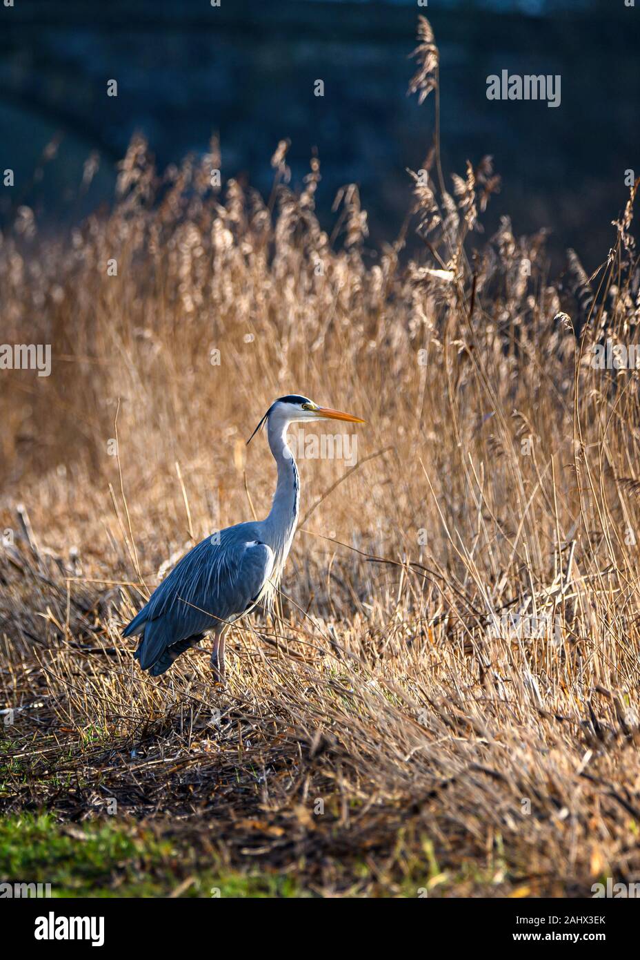 Grey heron in winter sunshine by the side of the Lancaster canal near Glasson Dock Stock Photo