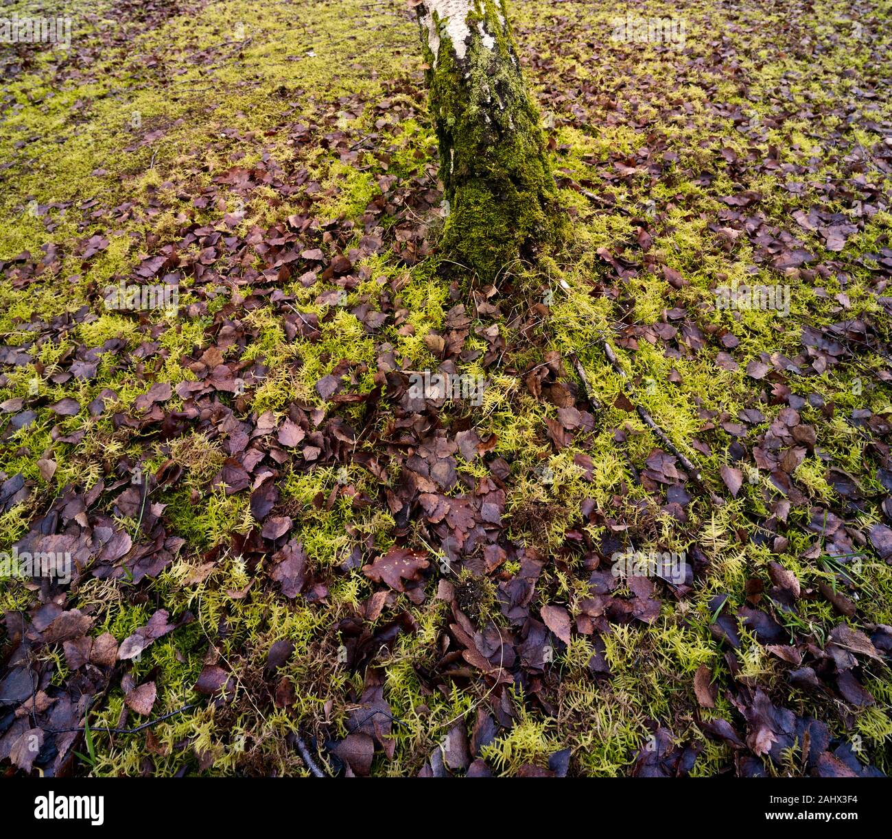 Colourful Mosses In A Damp Area Of Beacon Wood Country Park Kent England United Kingdom Europe Stock Photo Alamy