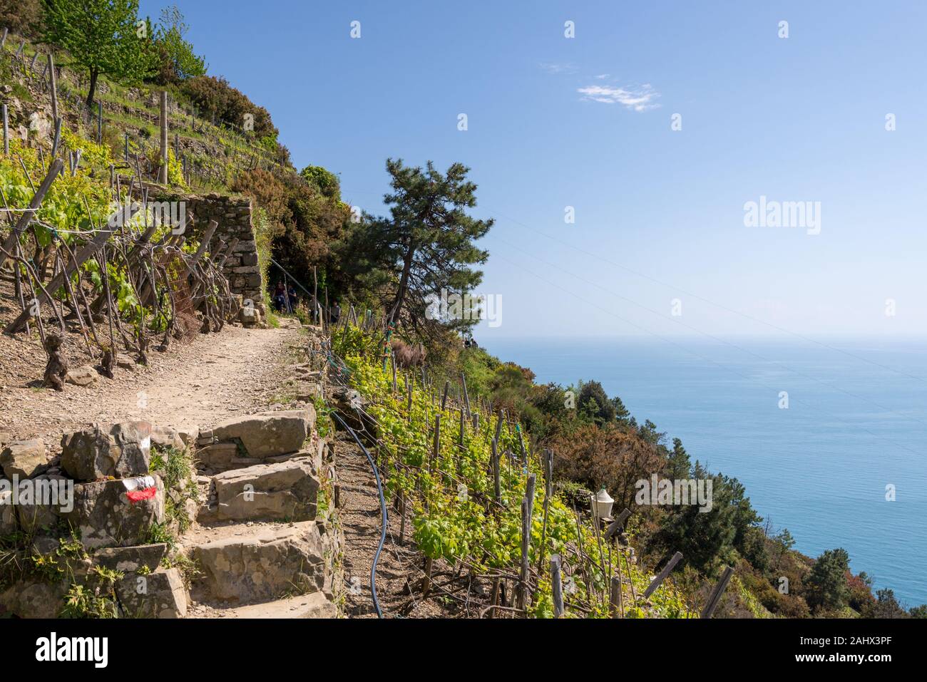 Vineyards in the mountainside terraced of the coastal area Cinque Terre in the Italian province La Spezia Stock Photo