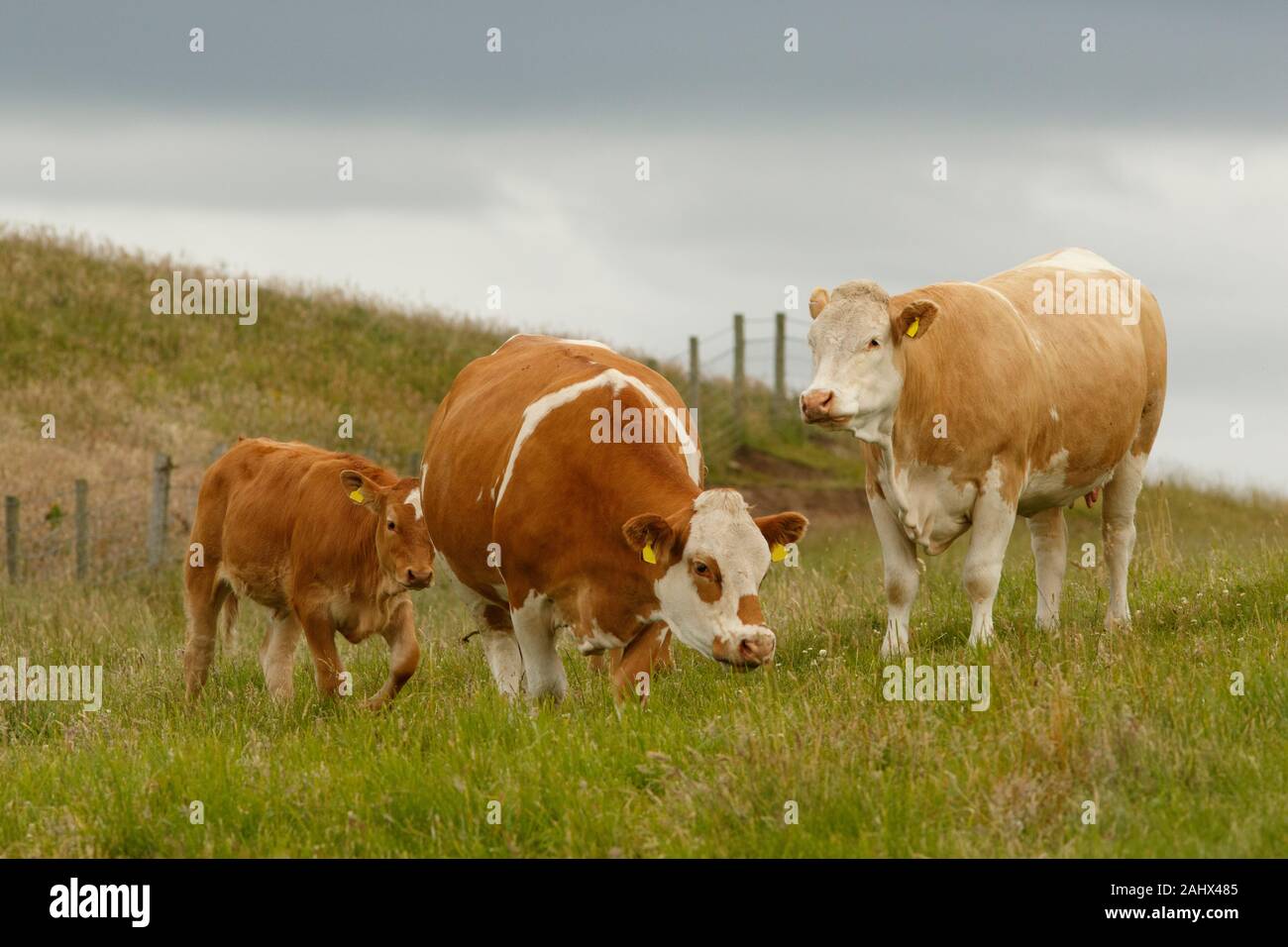 Cattle (Bos taurus) grazing on field, Scotland, United Kingdom. Stock Photo
