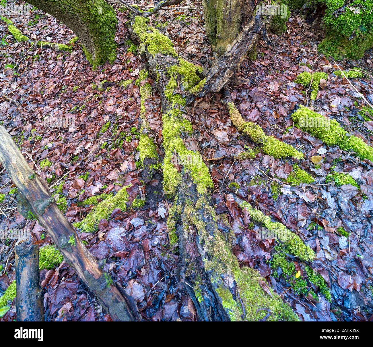 Tree Planting Random Pattern Natures random pattern illustrated by tangled roots and tree trunks ...