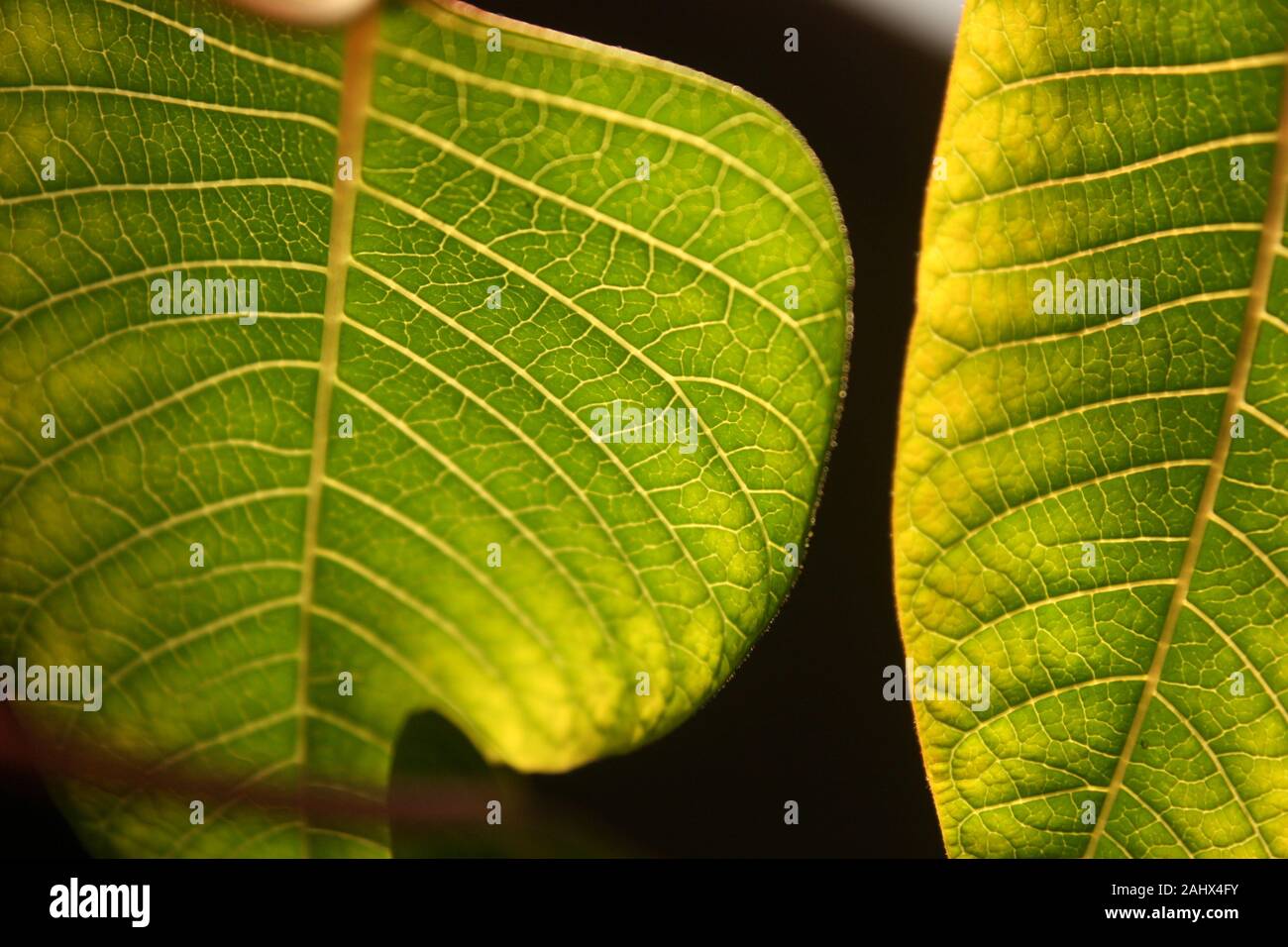 The leaves of a Poinsettia plant taken from underneath with the sun ...