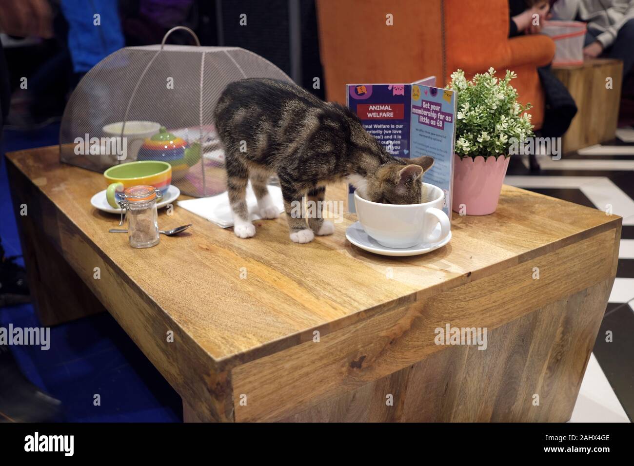 Cat drinking cappuccino left by someone on the table. KITTY CAFÉ in Birmingham is the place where visitors of cafe can play and interact with cats. Stock Photo