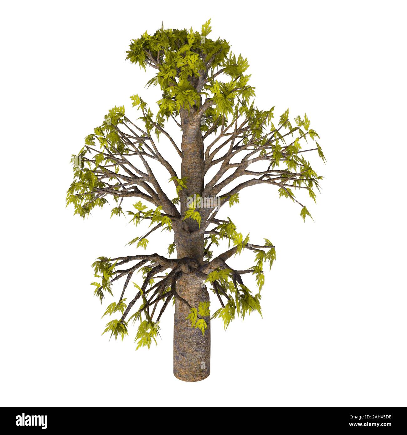 Bunya-Bunya Tree - Araucaria bidwillii is a coniferous evergreen pine tree that lives in New Zealand and Australia. Stock Photo