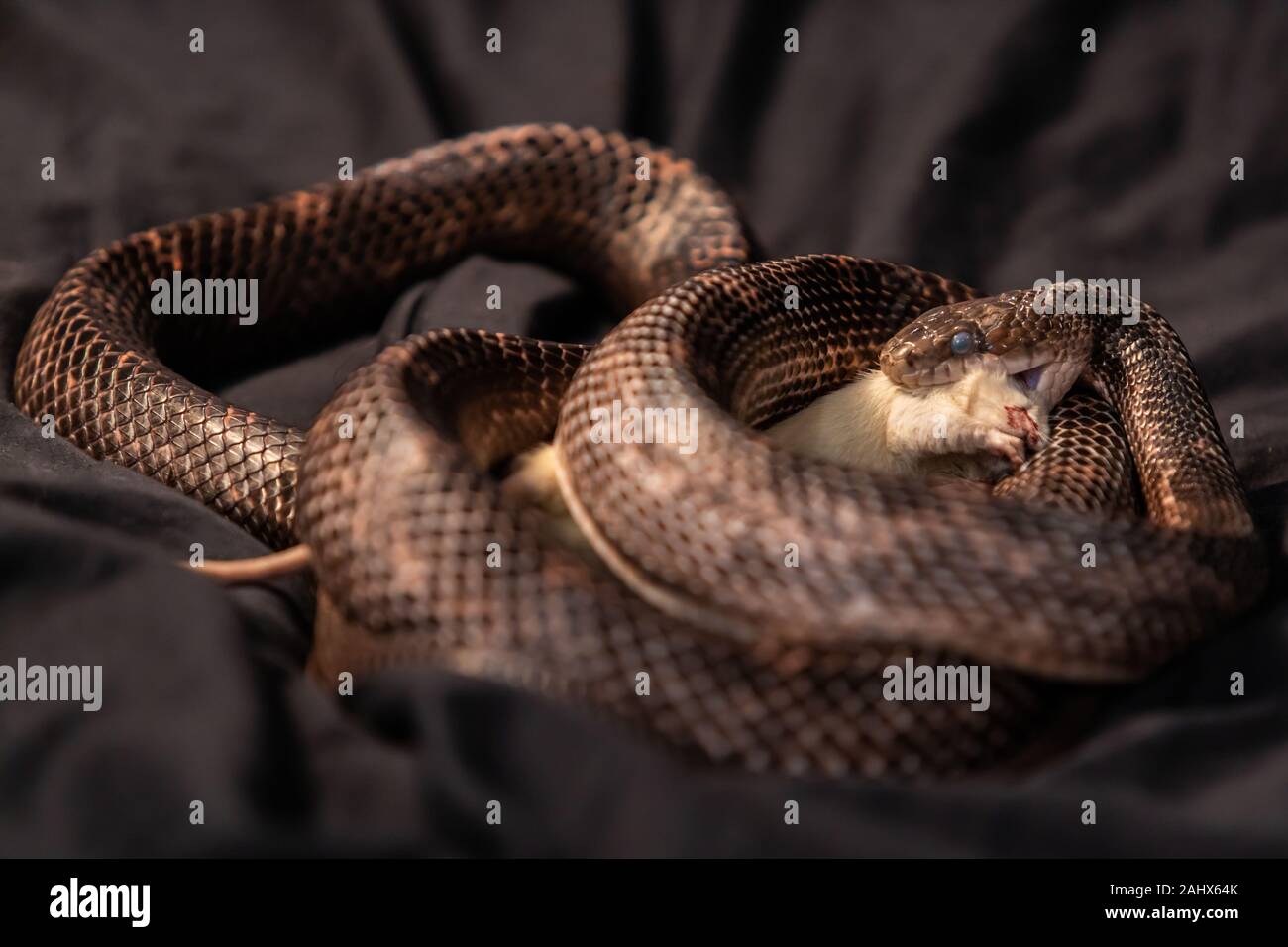 Pet serpent feeding time, snake with its jaws around swallowing a white