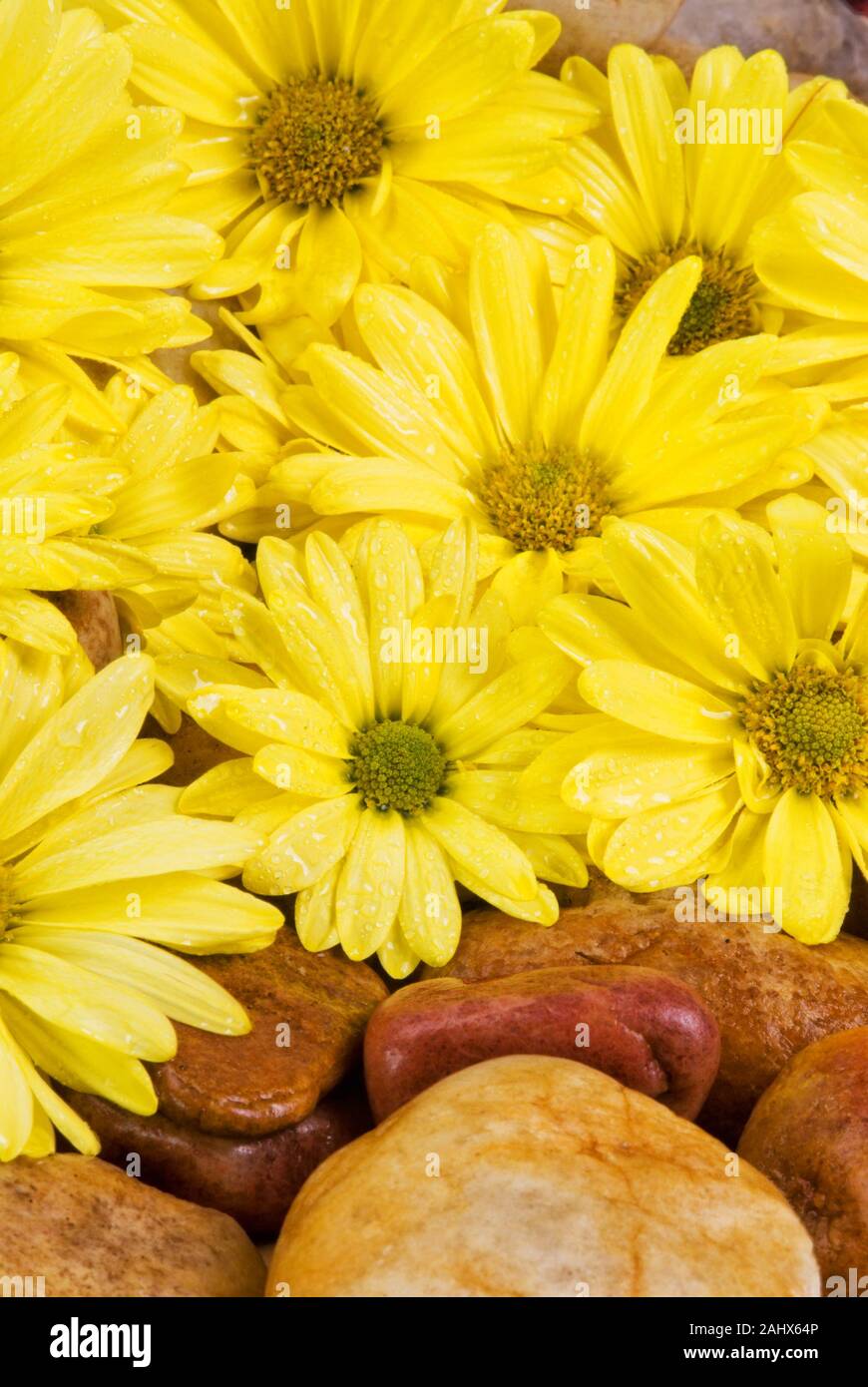 Rock Daisy High Resolution Stock Photography And Images Alamy