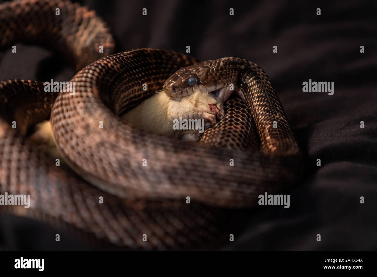 Rat Snake Feeding High Resolution Stock Photography and Images Alamy