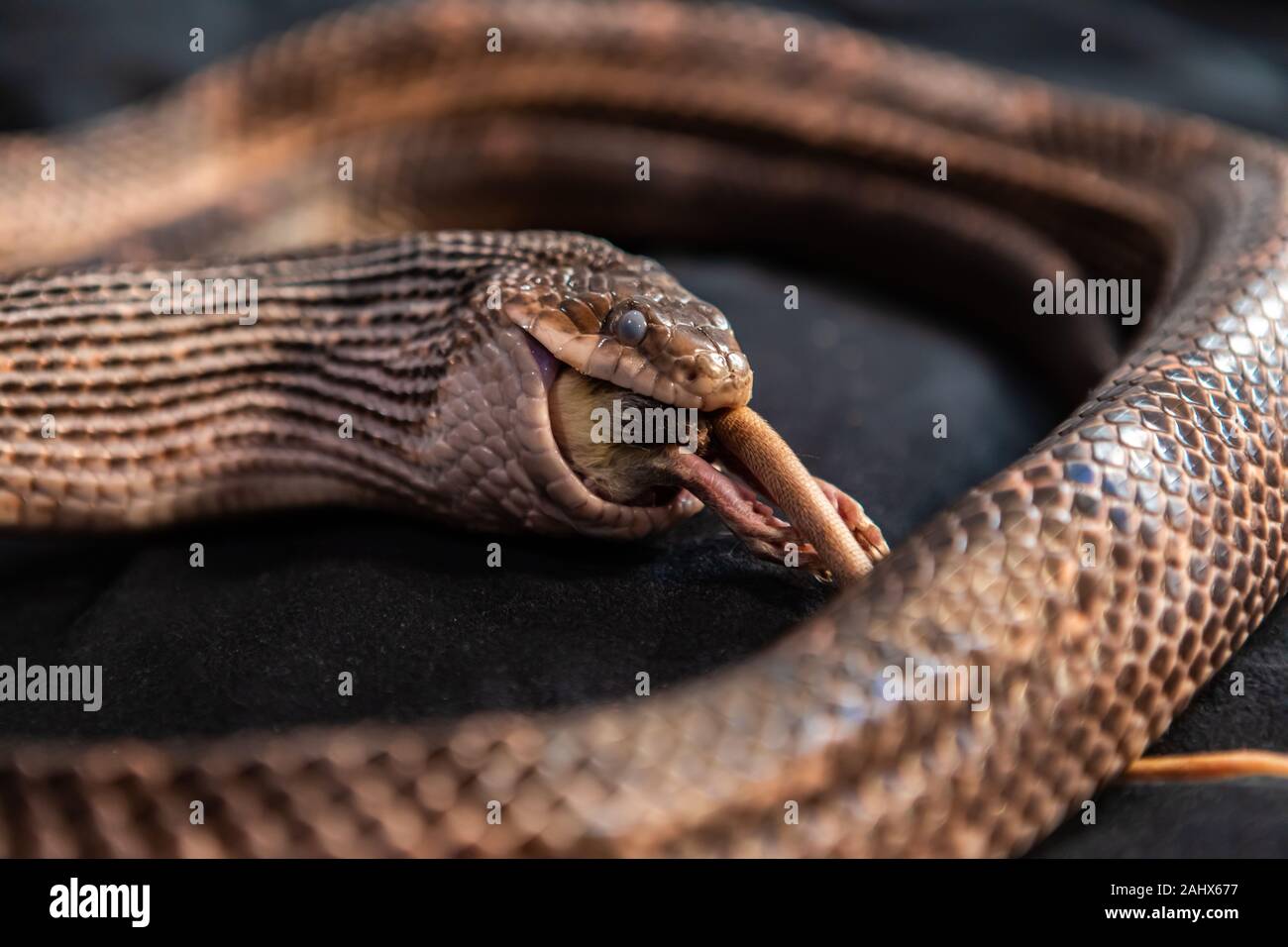 Pet serpent feeding time eating a white rat with only the prey's tail