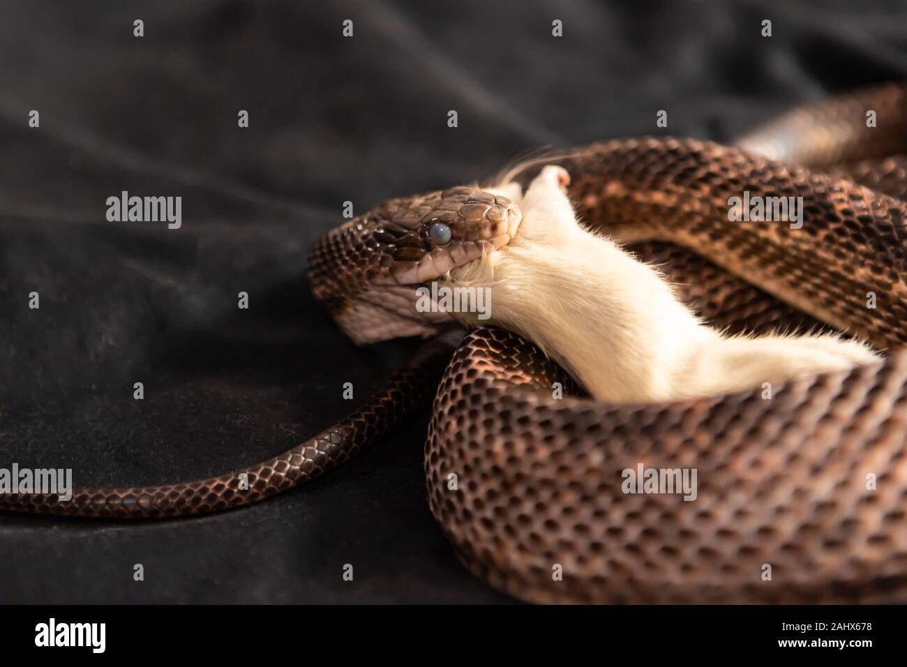 Pet serpent feeding time, snake with its jaws around swallowing a white