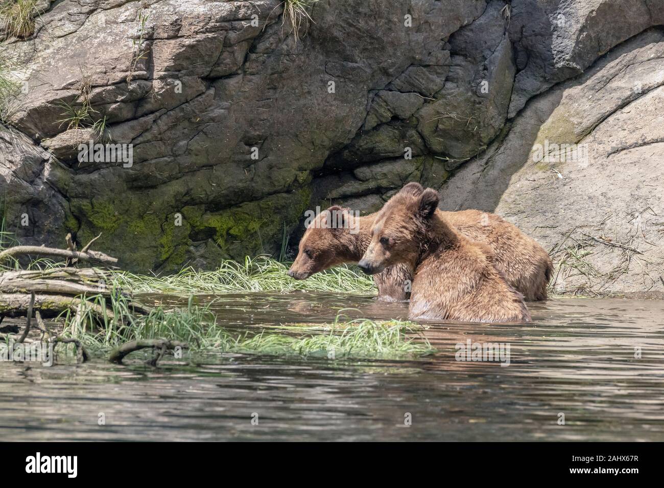 Mother grizzly with 3-4 year old cub in the water at high tide in the Khutzeymateen estuary, British Columbia Stock Photo