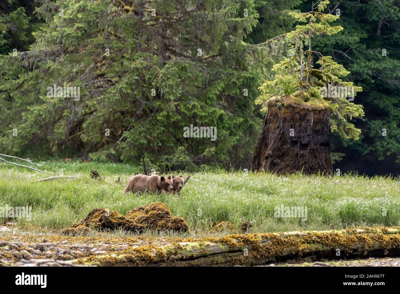 Young grizzly siblings in a sedge grass meadow at low tide, Khutzeymateen Grizzly Bear Sanctuary, British Columbia Stock Photo