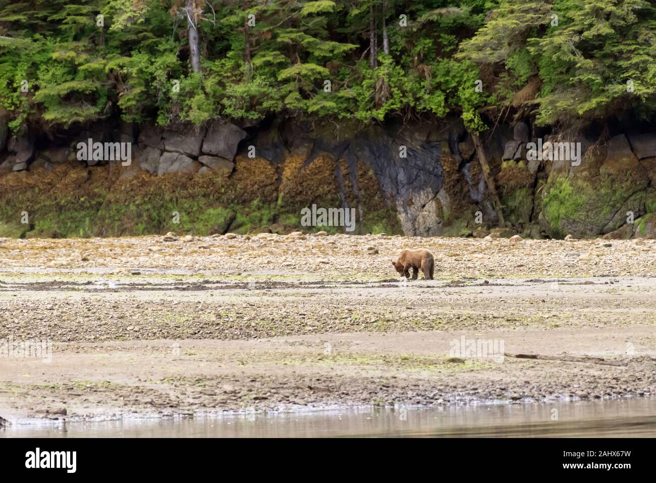 Young grizzly bear digging for clams at low tide, Khutzeymateen Grizzly Bear Sanctuary, British Columbia Stock Photo