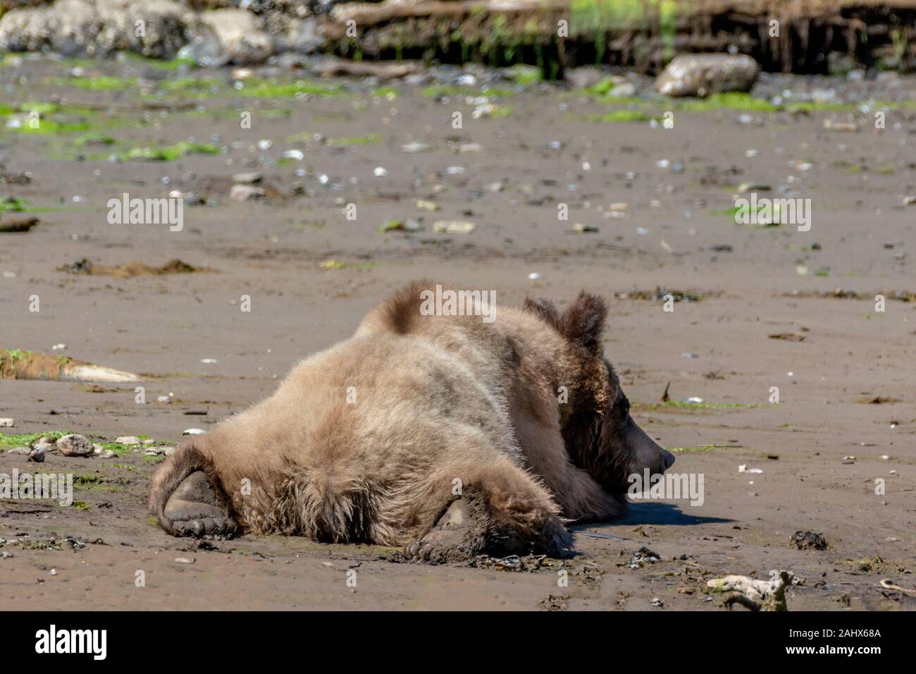 Relaxing 4 year old grizzly on clam beach, Khutzeymateen, British Columbia Stock Photo