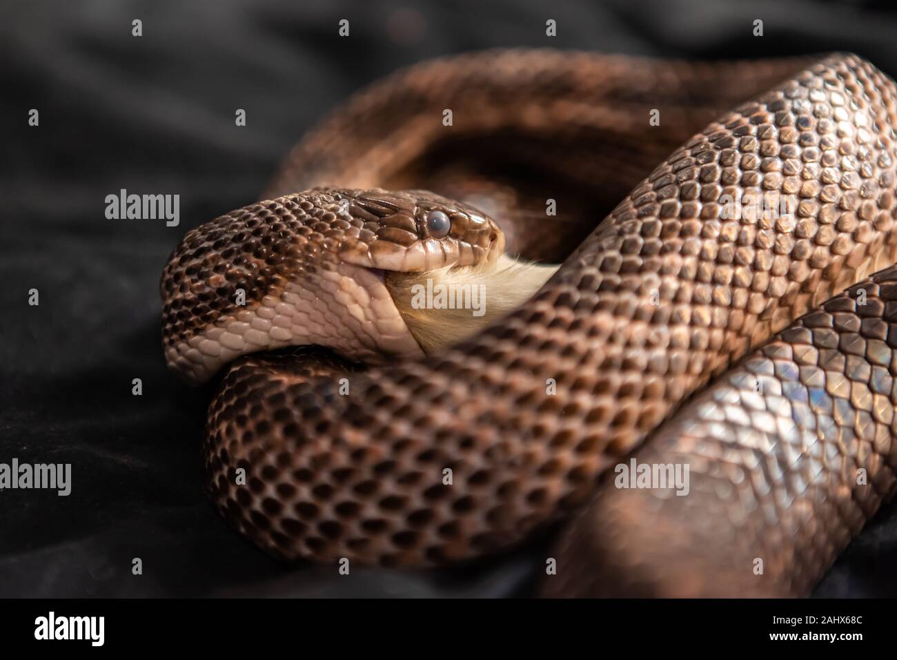 Pet serpent feeding time, snake with its jaws around and swallowing a
