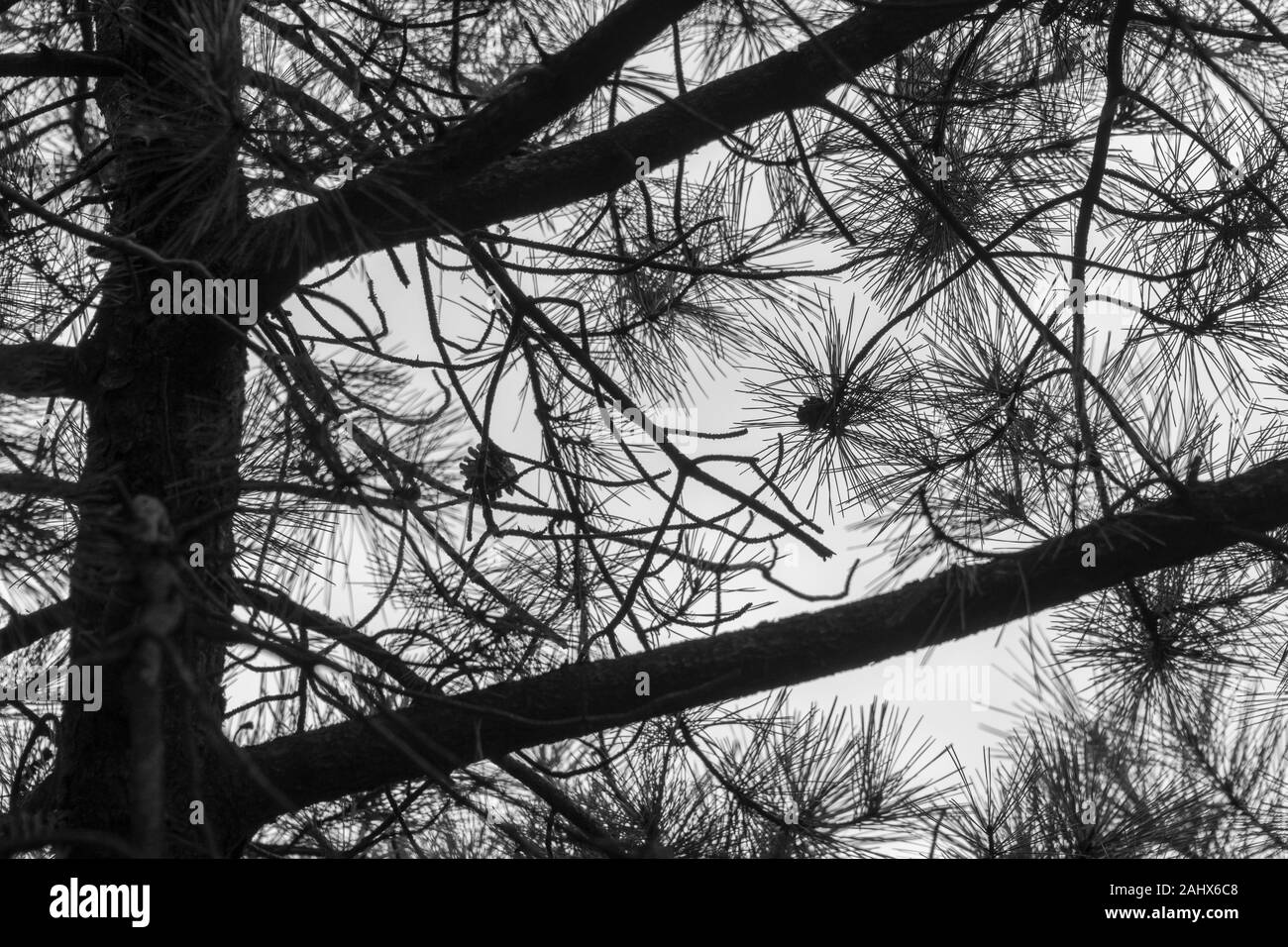 Chinese white pine (Pinus armandii), Zhangiajie National Park, Hunnan, China Stock Photo