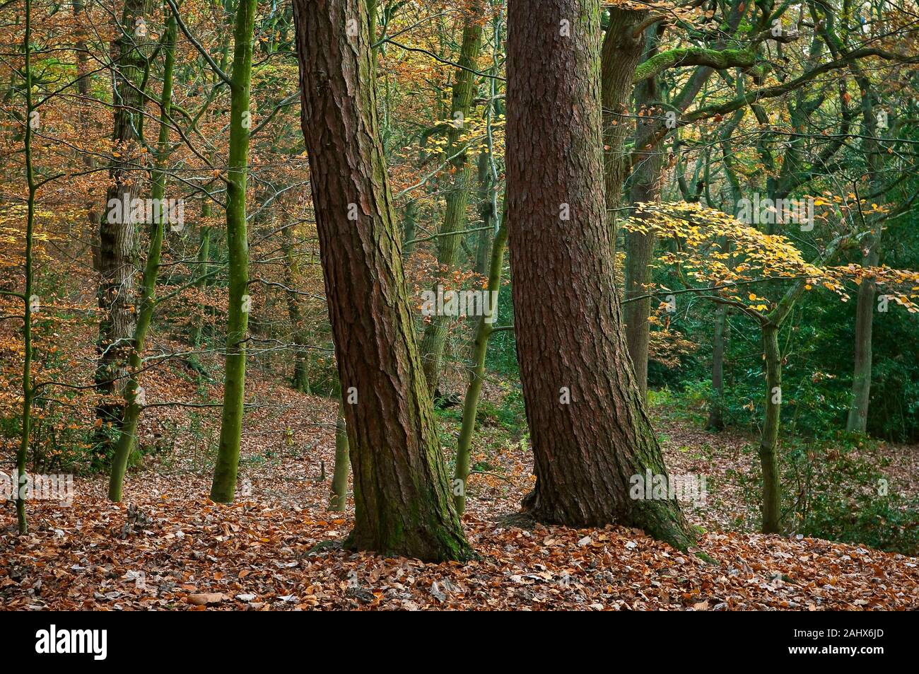 Landscape view of two tree trunks in a clearing at Ryecroft Glen in