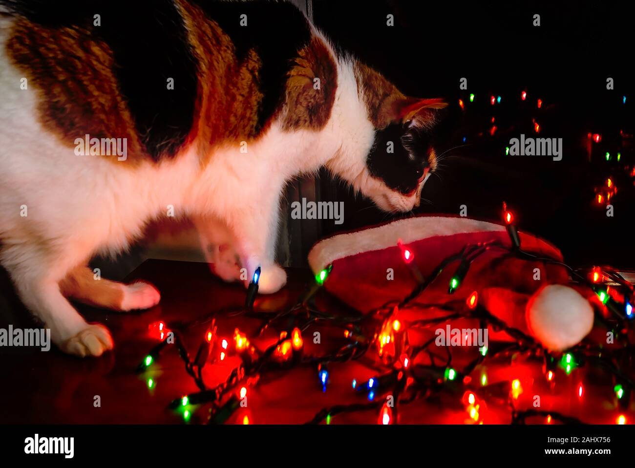 Christmas Lights Cat Wallpaper
