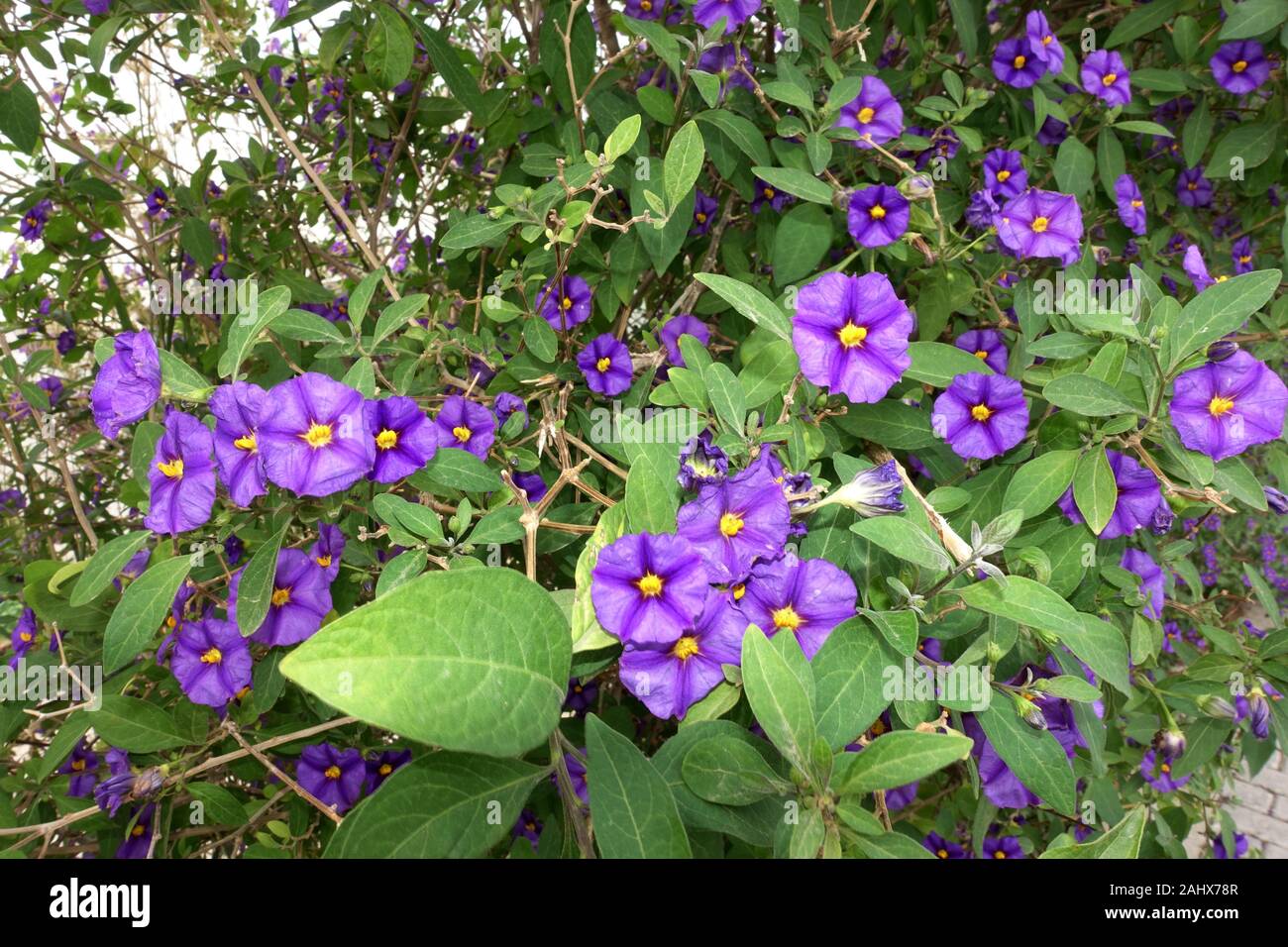 blühender Kartoffelbaum (Lycianthes Enzianstrauch