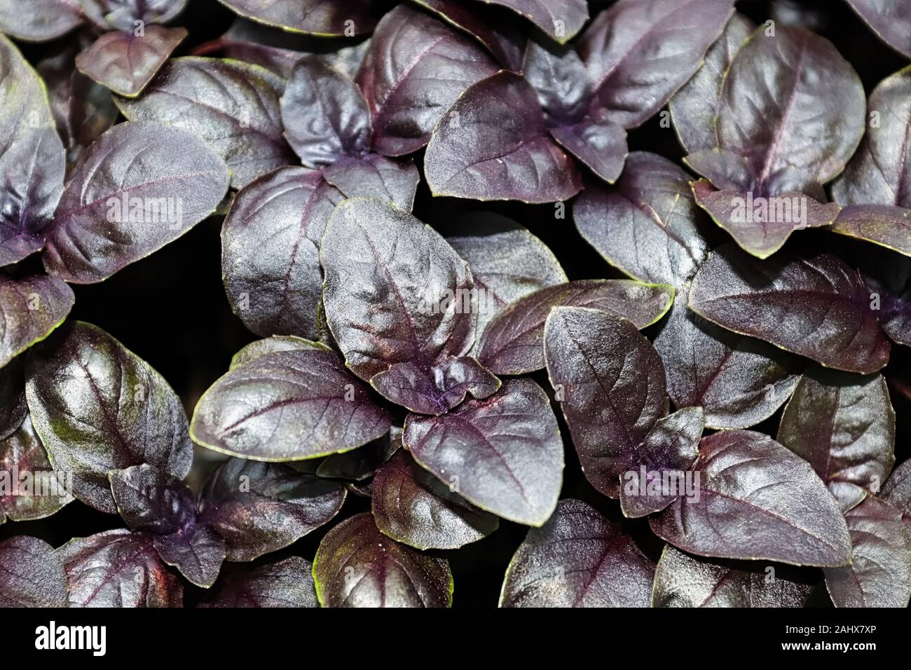 Young basil leaves hires stock photography and images Alamy