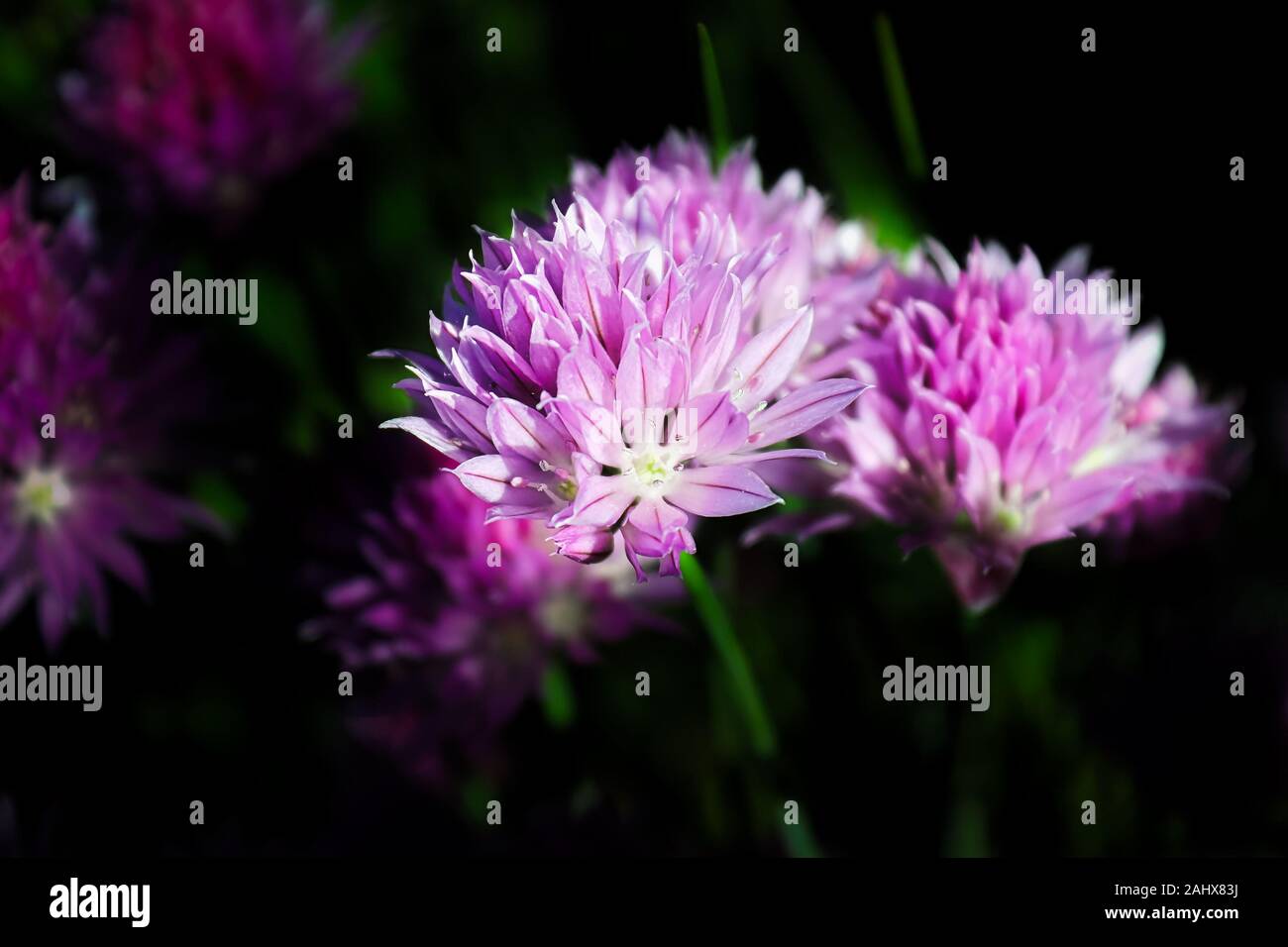 Closeup of fresh pink garden chive blossoms against a dark background Stock Photo