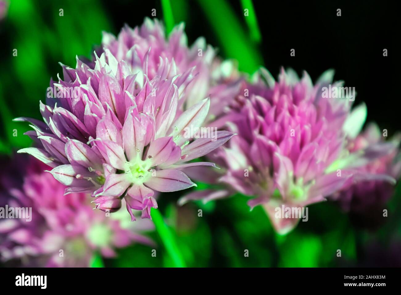 Closeup of fresh pink garden chive blossoms Stock Photo