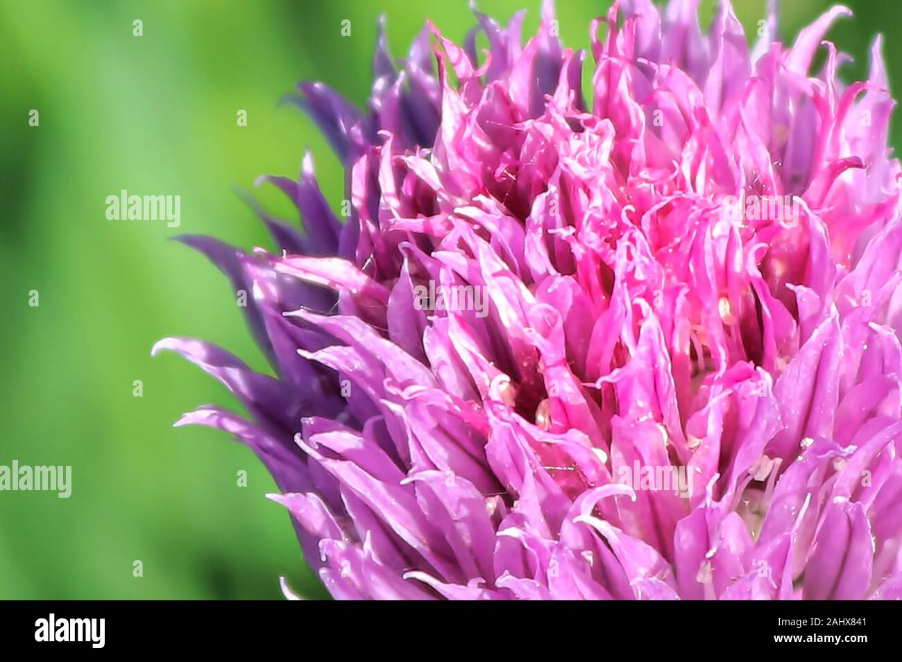 Macro view of delicate fresh pink garden chive blossoms Stock Photo
