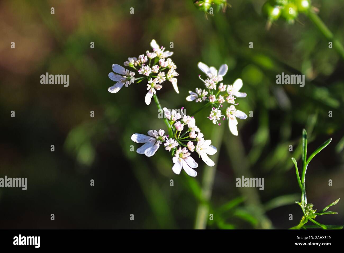 Closeup of green cilantro flowers blooming on umbels Stock Photo