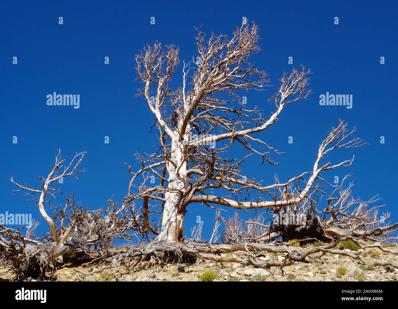 A barren tree stands proudly against a brilliant blue sky at the top of a mountain rise. Stock Photo