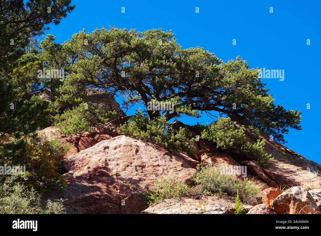 A big, beautifully shaped pine tree has grown out of the red rock landscape and shows even better with the brilliant blue sky behind it. Stock Photo