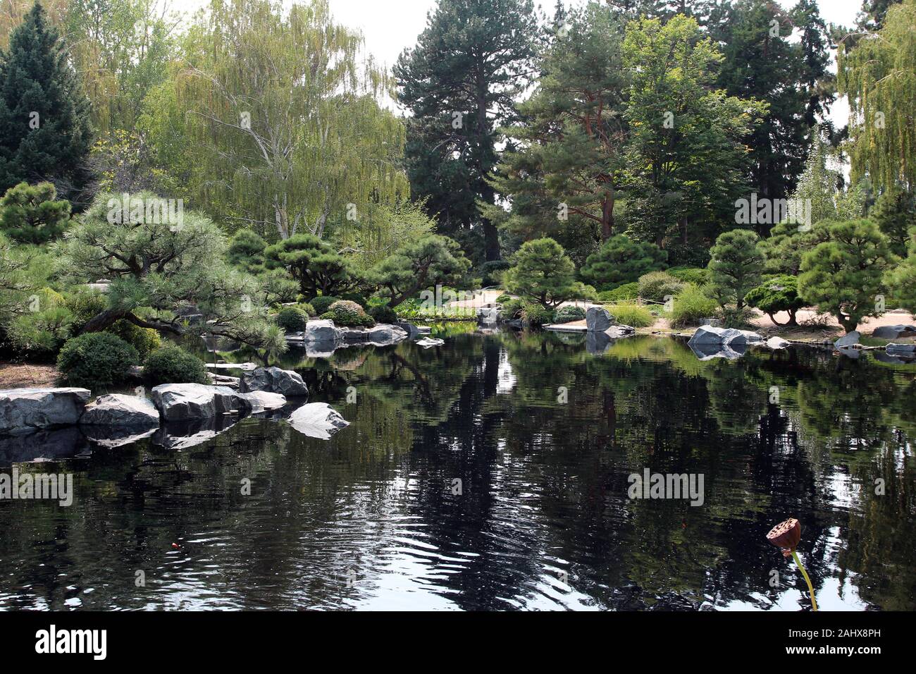 A Japanese Garden with manicured evergreen trees and bushes, a Cutleaf Weeping Birch tree, and a lake reflecting the trees in the water, in Colorado, Stock Photo