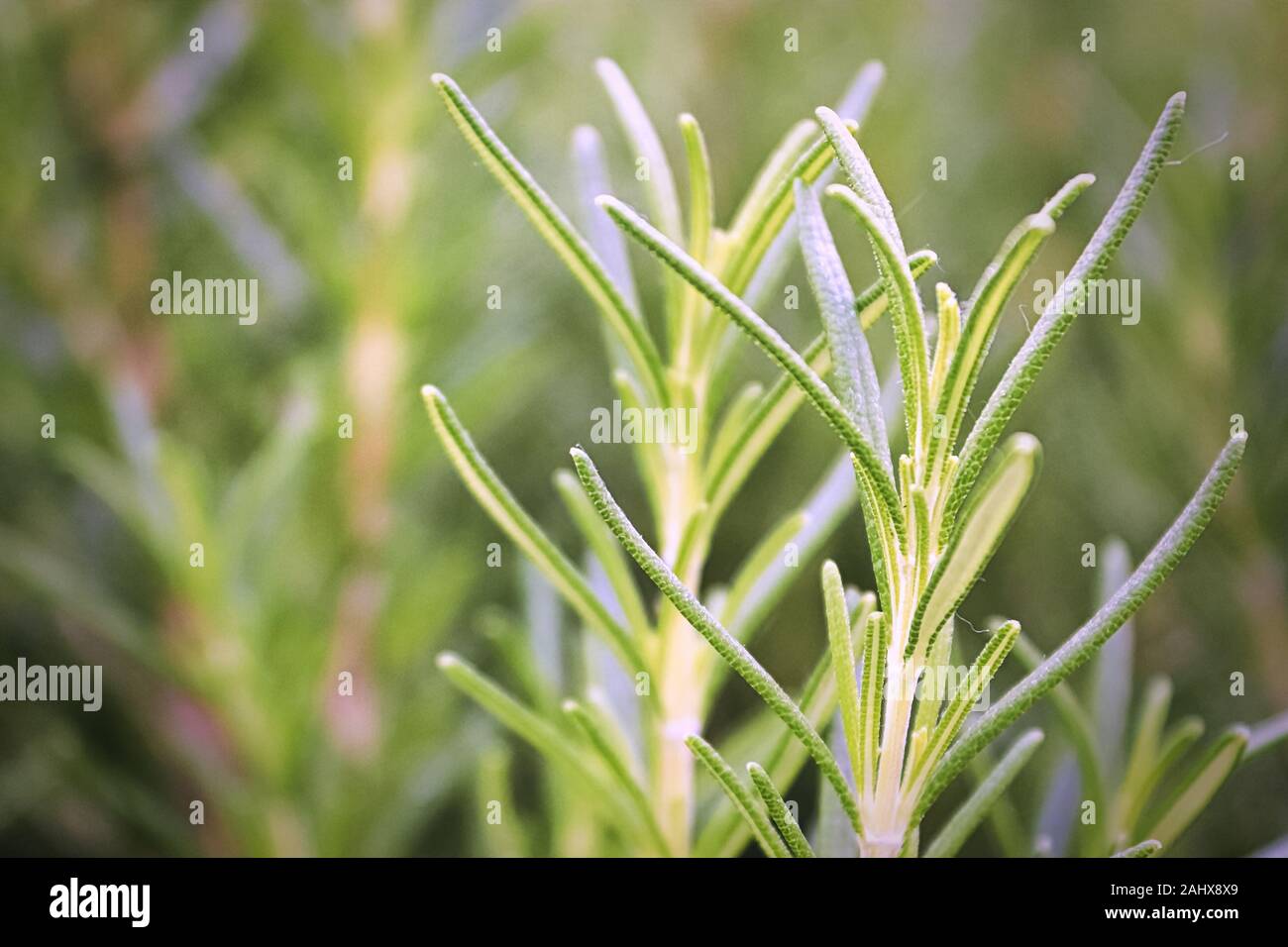 Macro view of the tips of fresh rosemary growing Stock Photo